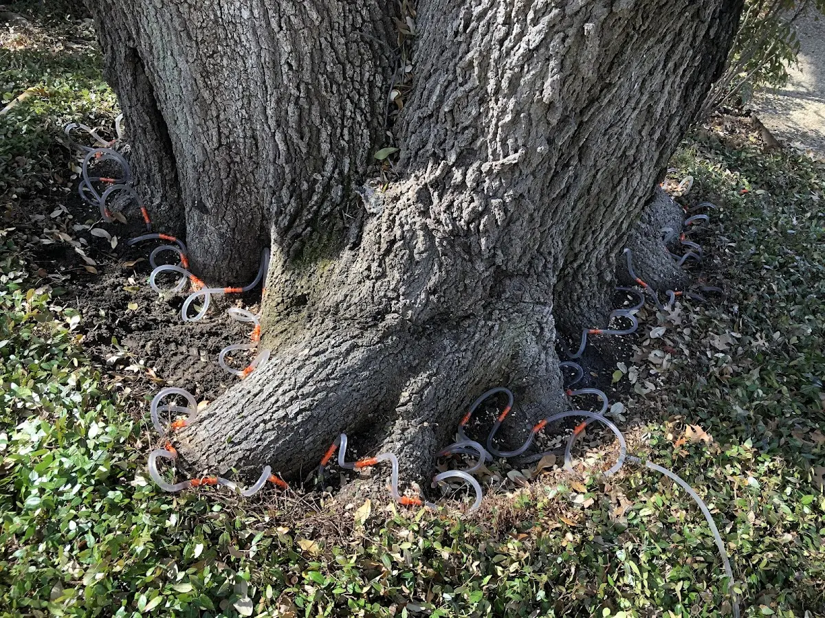 Detailed Tree Cabling and Bracing job site in Jonesville
