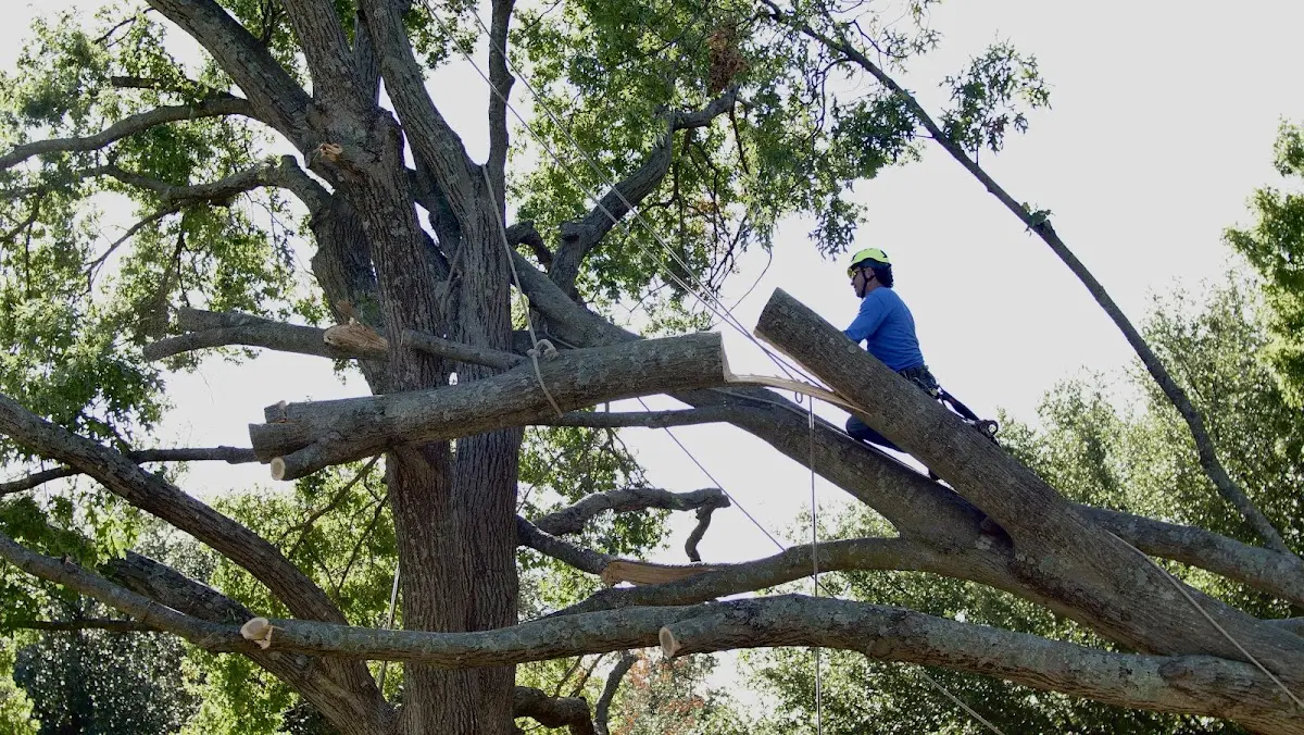 Professional Crown Thinning performed by certified arborists in Jonesville